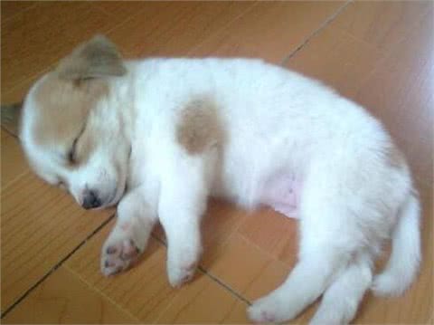 宠物问问，怎样彻底杀灭狗身上的跳蚤?