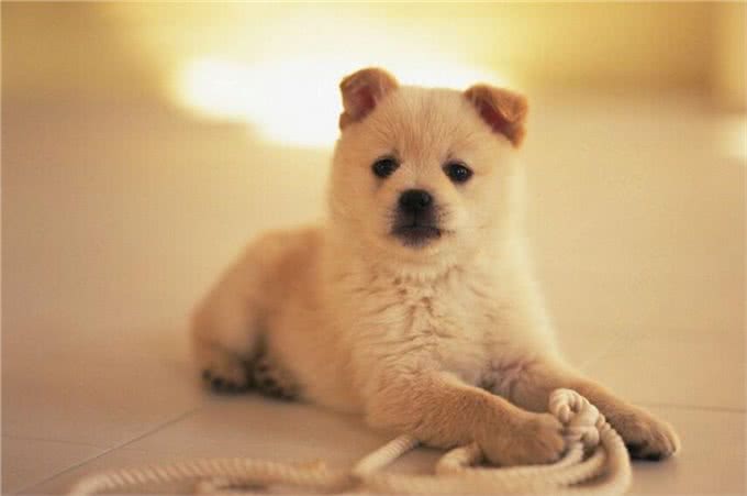 宠物问问，怎样彻底杀灭狗身上的跳蚤?