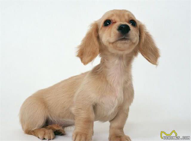 宠物问问，怎样彻底杀灭狗身上的跳蚤?