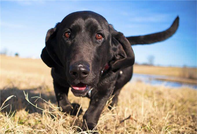 宠物问问，怎样彻底杀灭狗身上的跳蚤?