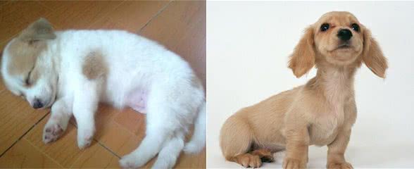 宠物问问，怎样彻底杀灭狗身上的跳蚤?