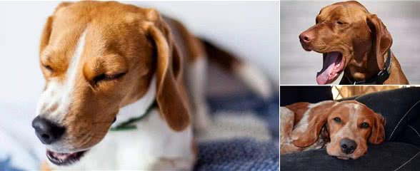 谁能想到狗经常咳嗽，是由它心脏病引起