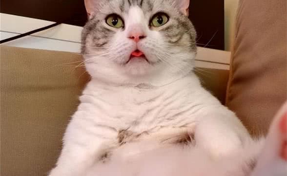 猫咪为什么会小狗喘?这些问题你一定要注意