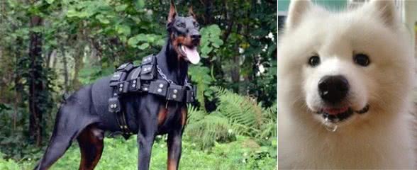 最爱流口水的10大狗狗，西施犬居然在里面，太毁形象了