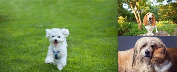 既想养猫，又想养狗?挑选这十种狗，保证它们和睦相处