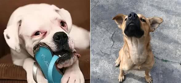 惯狗如杀狗，一只狗出现这6个迹象，说明被惯坏了!