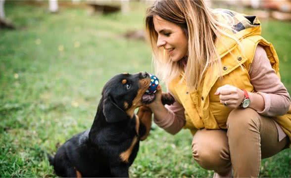 这4种护卫犬，堪称最勇猛的狗狗，罗威纳犬上榜