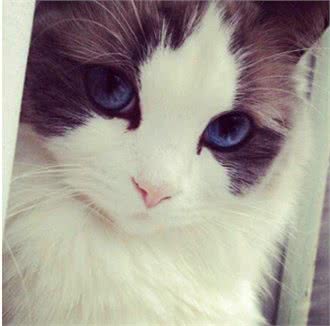 它们和猫界颜值担当的布偶猫是近亲，却活成了这样