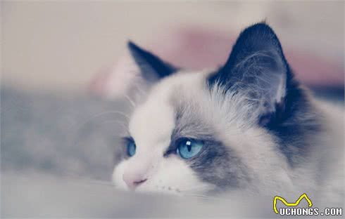 它们和猫界颜值担当的布偶猫是近亲，却活成了这样