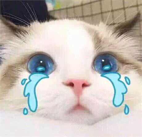 它们和猫界颜值担当的布偶猫是近亲，却活成了这样