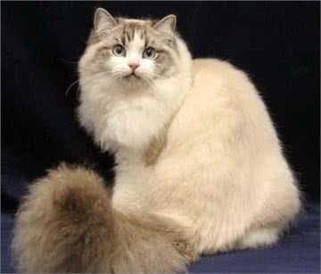 它们和猫界颜值担当的布偶猫是近亲，却活成了这样