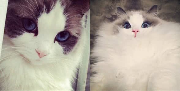 它们和猫界颜值担当的布偶猫是近亲，却活成了这样