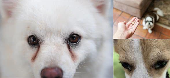 狗子也会上火?盘点狗子那些上火的表现