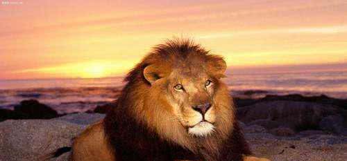 宠物主食如何挑选，这里面有大学问