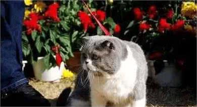 宠物主食如何挑选，这里面有大学问