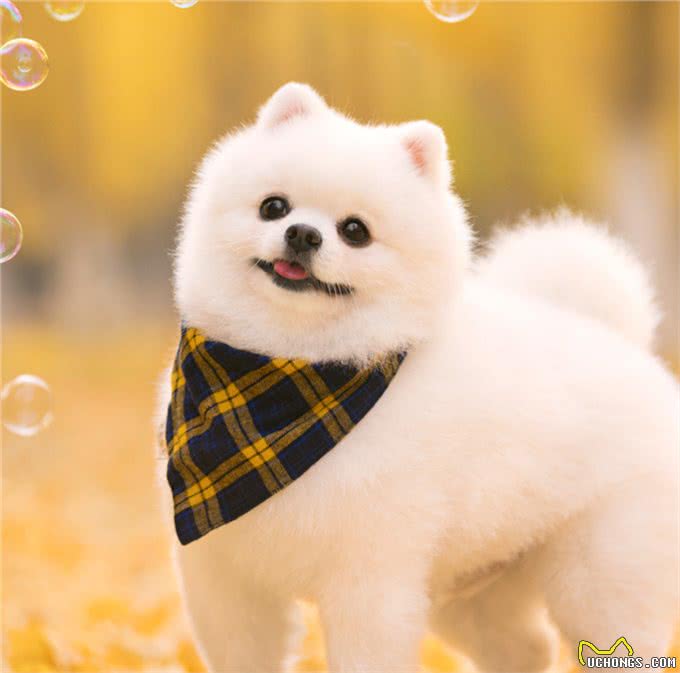 狗狗心脏问题不好怎么办?