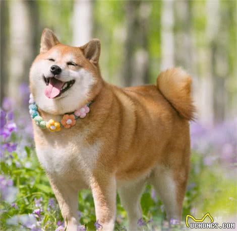 狗狗心脏问题不好怎么办?