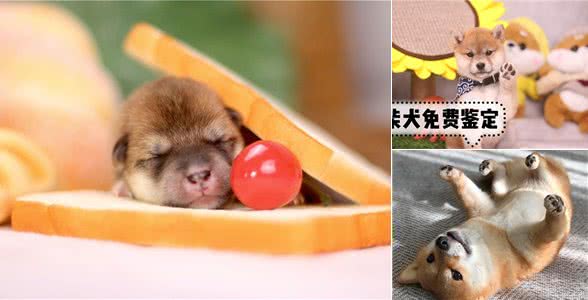 普通柴犬和赛级柴犬到底有啥不一样?别只看价格