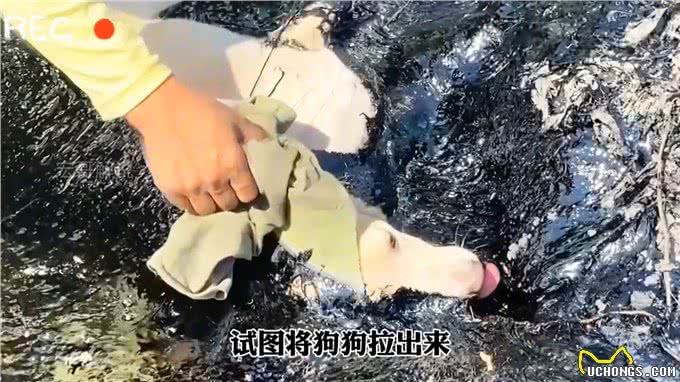 狗狗不幸掉进滚烫的沥青了，生命岌岌可危好心的救援人员救了它