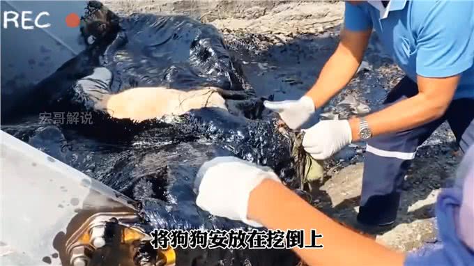 狗狗不幸掉进滚烫的沥青了，生命岌岌可危好心的救援人员救了它
