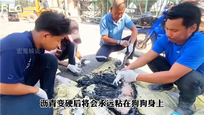 狗狗不幸掉进滚烫的沥青了，生命岌岌可危好心的救援人员救了它