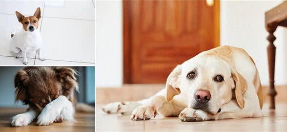 让狗感到不安的主人的5种行为，如何减轻爱犬的心理负担?