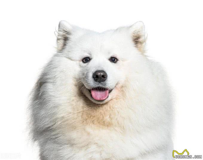 培养萨摩耶的随行技能：让步伐更加协调