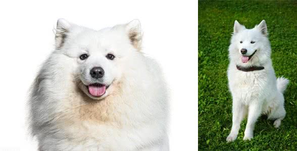 培养萨摩耶的随行技能：让步伐更加协调