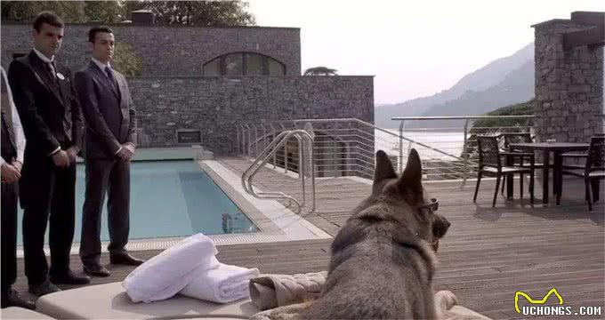 一条狗身价24亿，12个仆人全天待命，每次吃饭都有美女陪伴