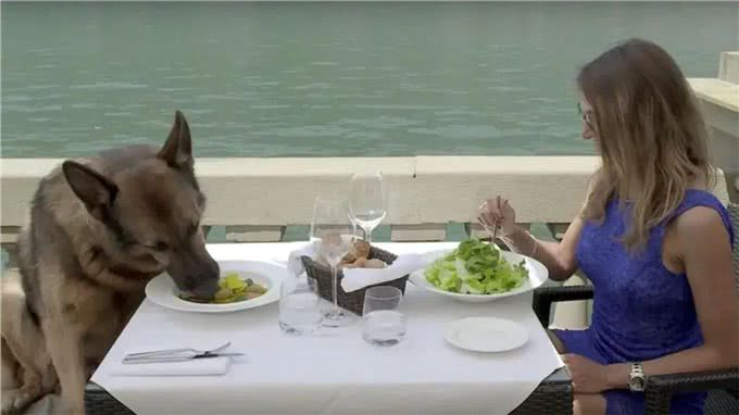 一条狗身价24亿，12个仆人全天待命，每次吃饭都有美女陪伴