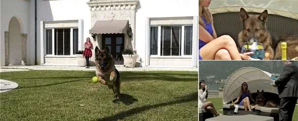 一条狗身价24亿，12个仆人全天待命，每次吃饭都有美女陪伴