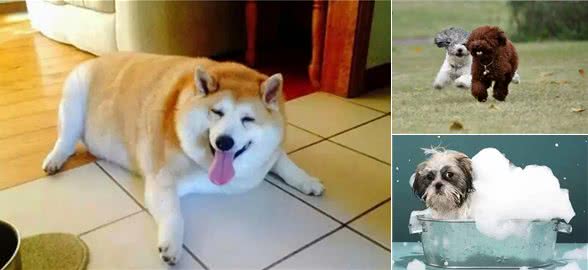 养狗大忌:这些养狗行为等同于慢性伤害!