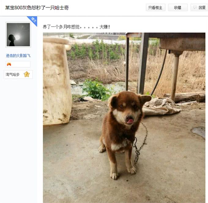 一宠主称八百块买了条赛级哈士奇,网友看后:赚大了,纯种哈土奇