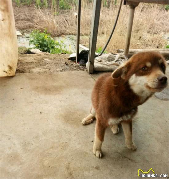 一宠主称八百块买了条赛级哈士奇,网友看后:赚大了,纯种哈土奇