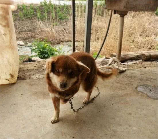 一宠主称八百块买了条赛级哈士奇,网友看后:赚大了,纯种哈土奇