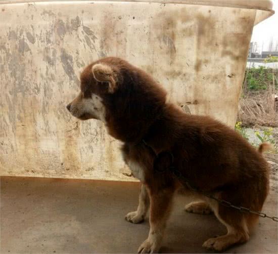 一宠主称八百块买了条赛级哈士奇,网友看后:赚大了,纯种哈土奇