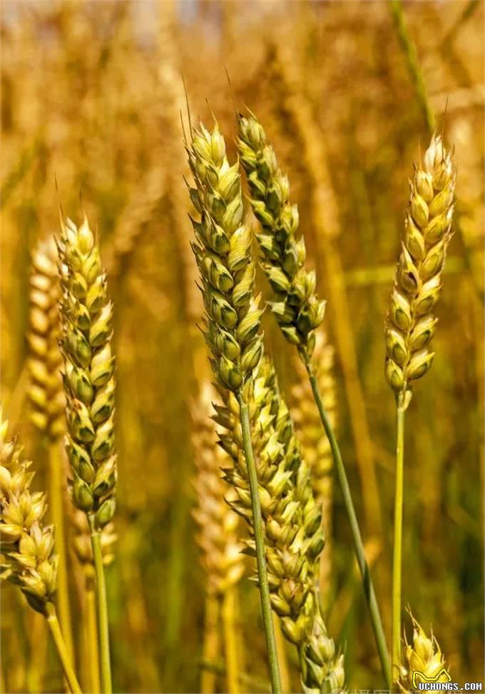 狗—粮食的保护者