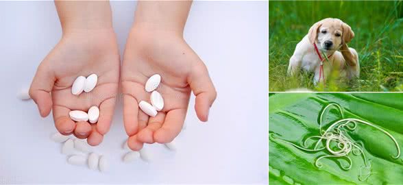 狗狗身上有寄生虫，驱虫方法是什么