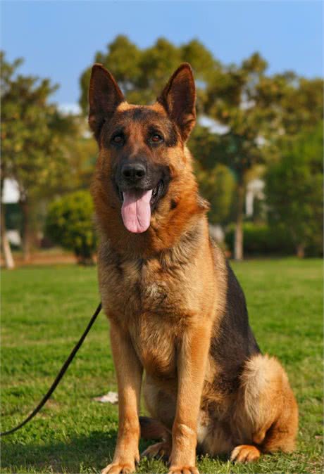 德国牧羊犬体味重吗