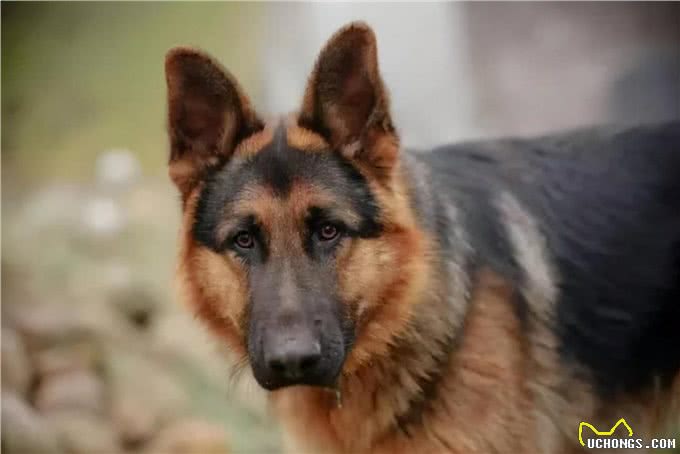 德国牧羊犬体味重吗