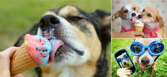 天热季节，养狗牢记这5不要，对它有益处