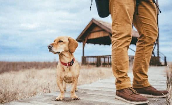 狗狗为何总是你的小跟班?揭秘它们跟随行为背后的五大理由!