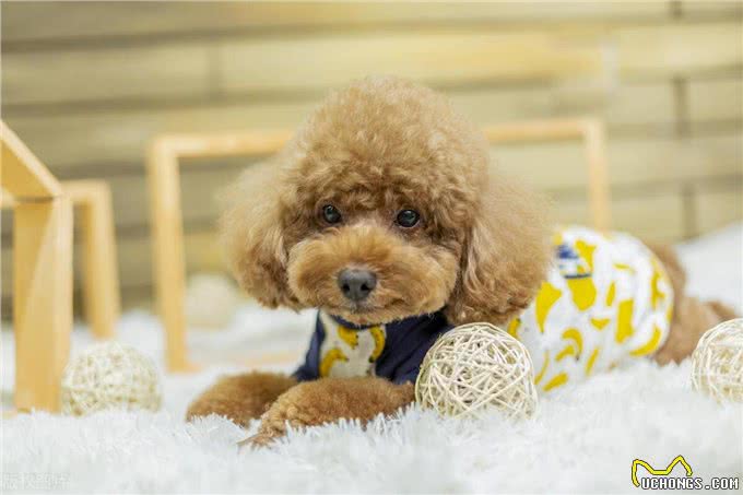 如何纠正贵宾犬不良习惯?主人必学的纠正技巧!