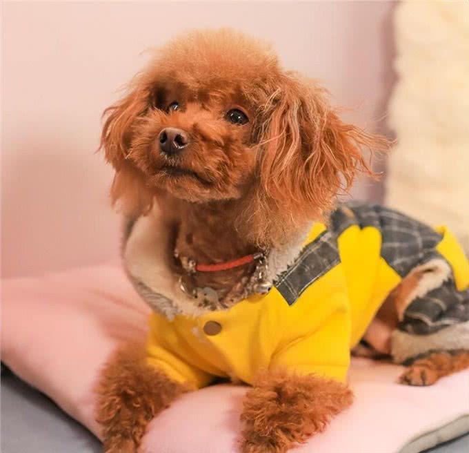 如何纠正贵宾犬不良习惯?主人必学的纠正技巧!