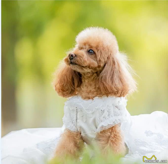 如何纠正贵宾犬不良习惯?主人必学的纠正技巧!