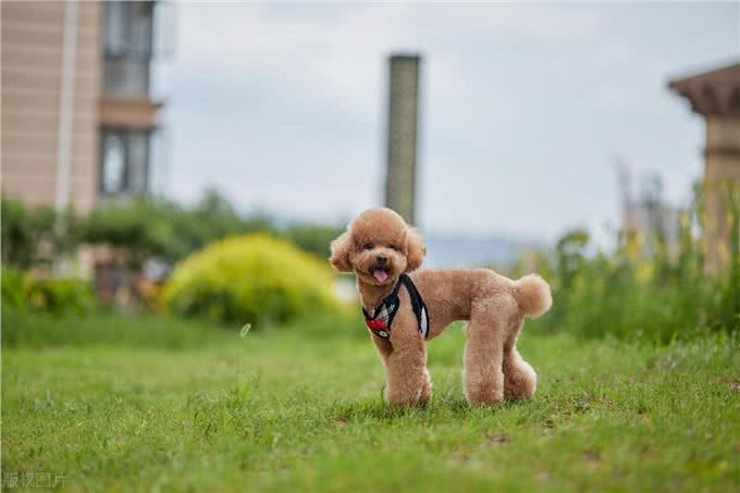 如何纠正贵宾犬不良习惯?主人必学的纠正技巧!