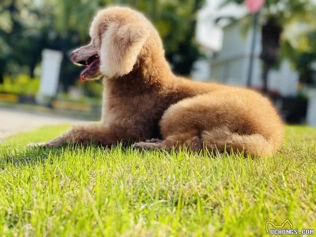 如何纠正贵宾犬不良习惯?主人必学的纠正技巧!