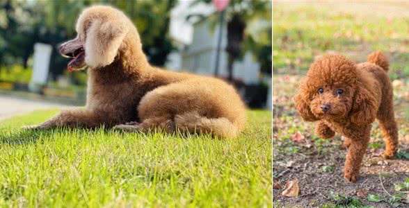 如何纠正贵宾犬不良习惯?主人必学的纠正技巧!