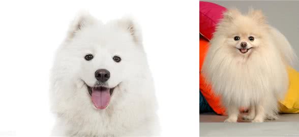 博美萨摩耶的区别，不止体型差距大，还有这么几点，你知道吗?