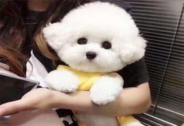 要想养好比熊犬,这4点一定要多注意,陪玩儿是关键